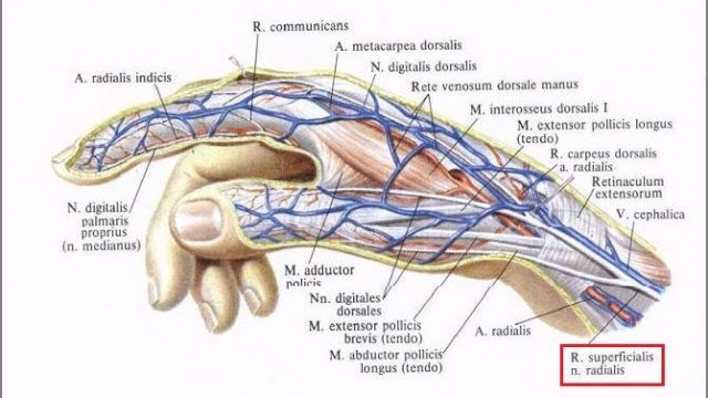 Клинико-инструментальная диагностика повреждений периферических нервов у больных с травмой конечностей